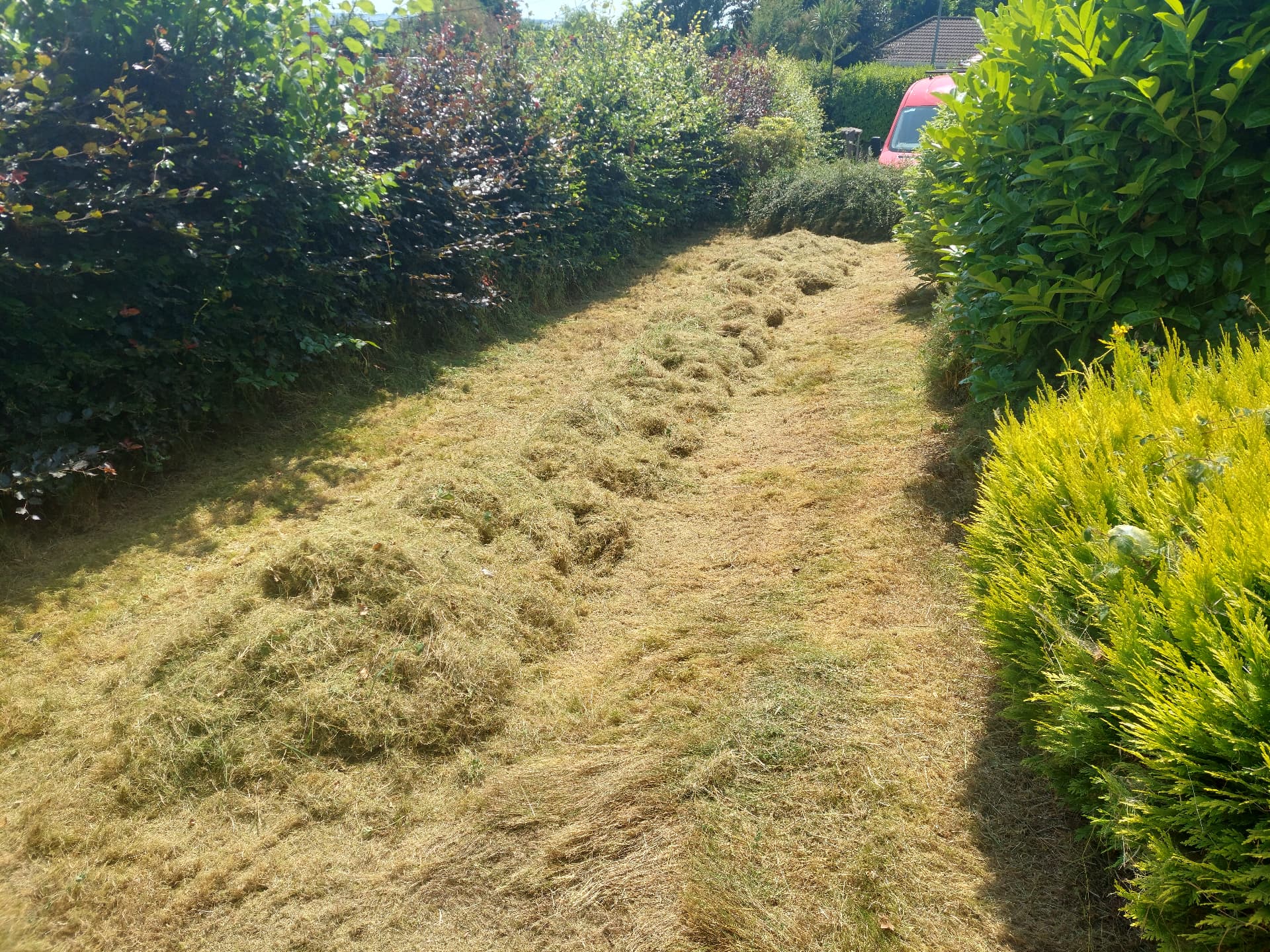 Seasonal Cleanup — before
