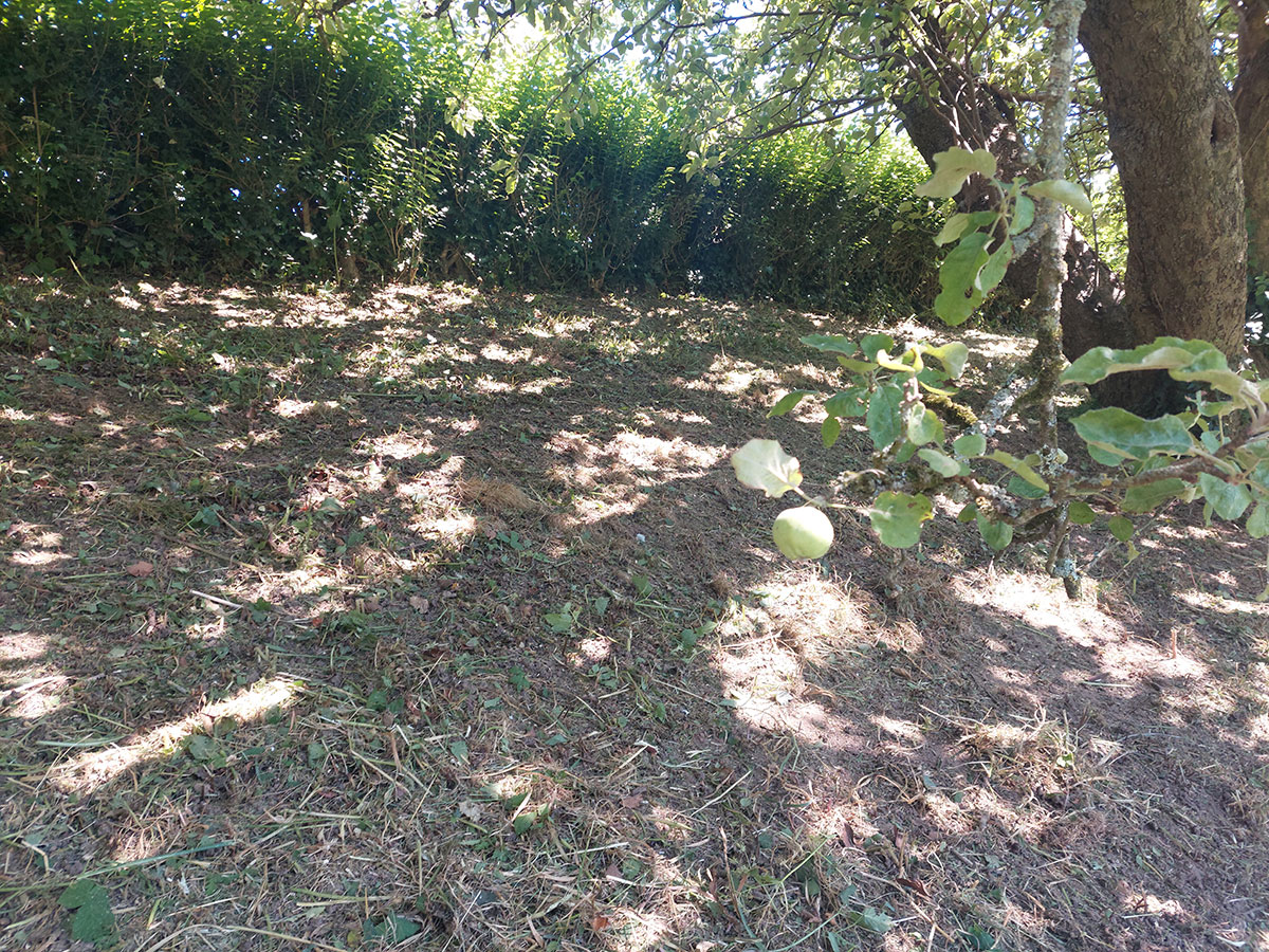 Hedge Cutting — before