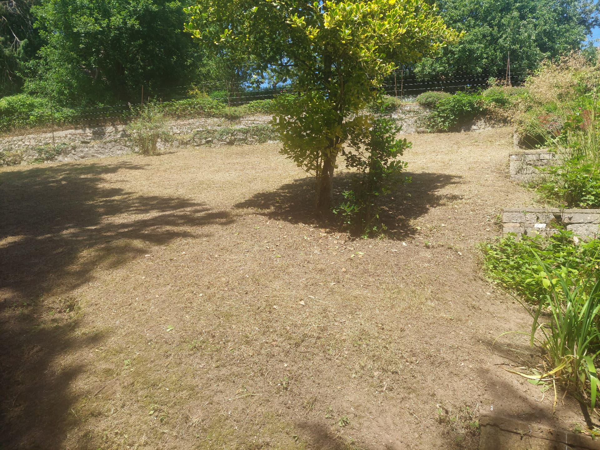 Garden Pruning — after