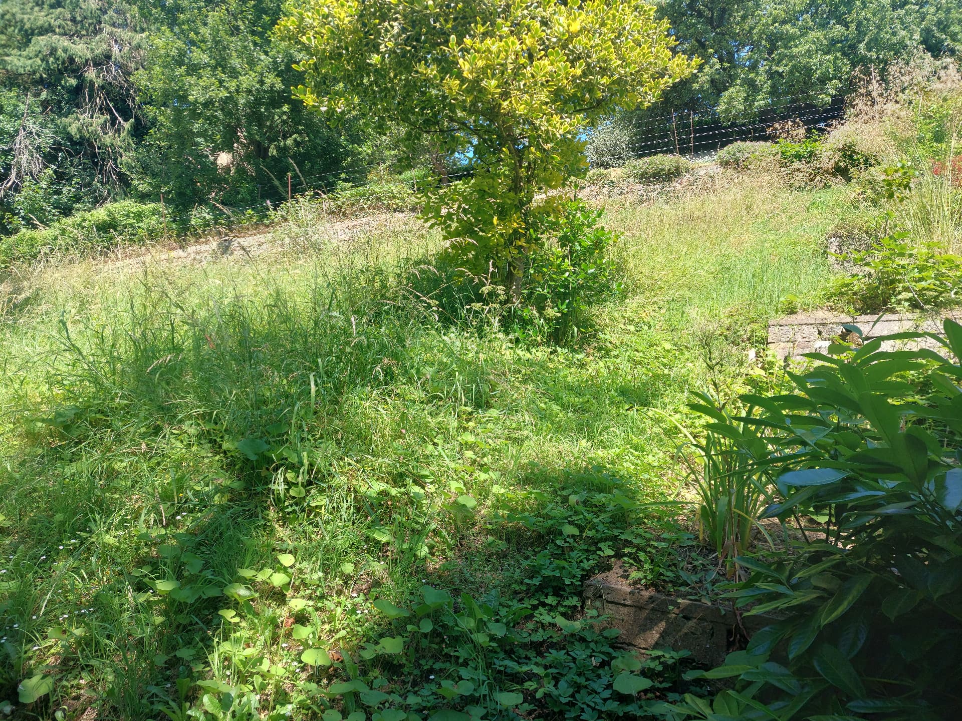 Garden Pruning — before